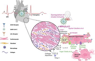 Editorial: COVID-19 mechanisms on cardio-vascular dysfunction: from membrane receptors to immune response, volume II